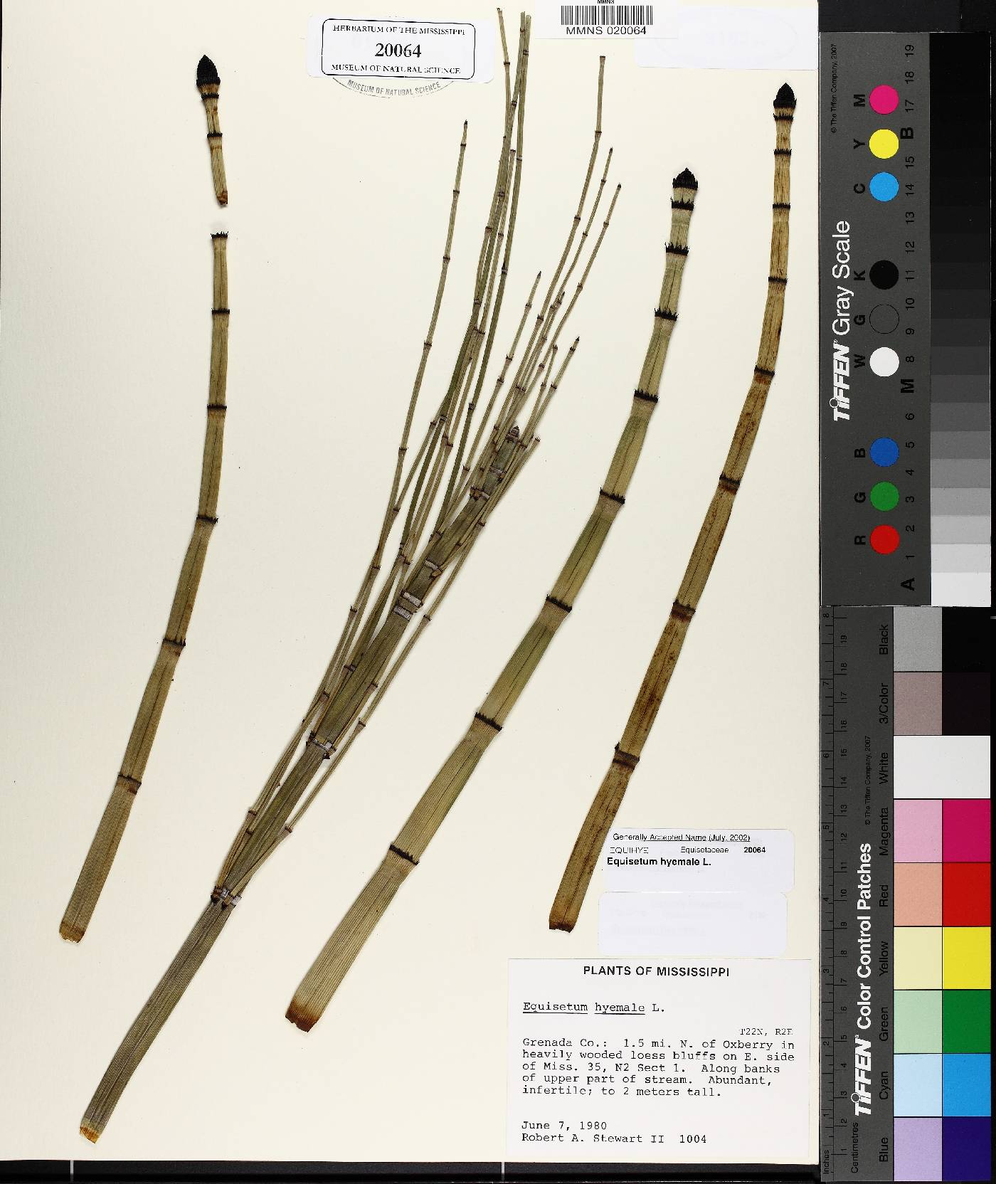 Equisetum prealtum image
