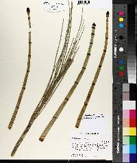 Equisetum prealtum image