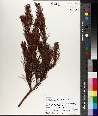 Pinus clausa image