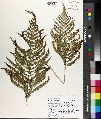 Thelypteris ovata image