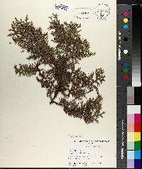 Thuja occidentalis image