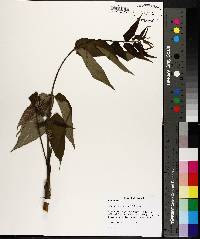 Ailanthus altissima image