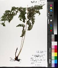 Athyrium filix-femina var. asplenioides image