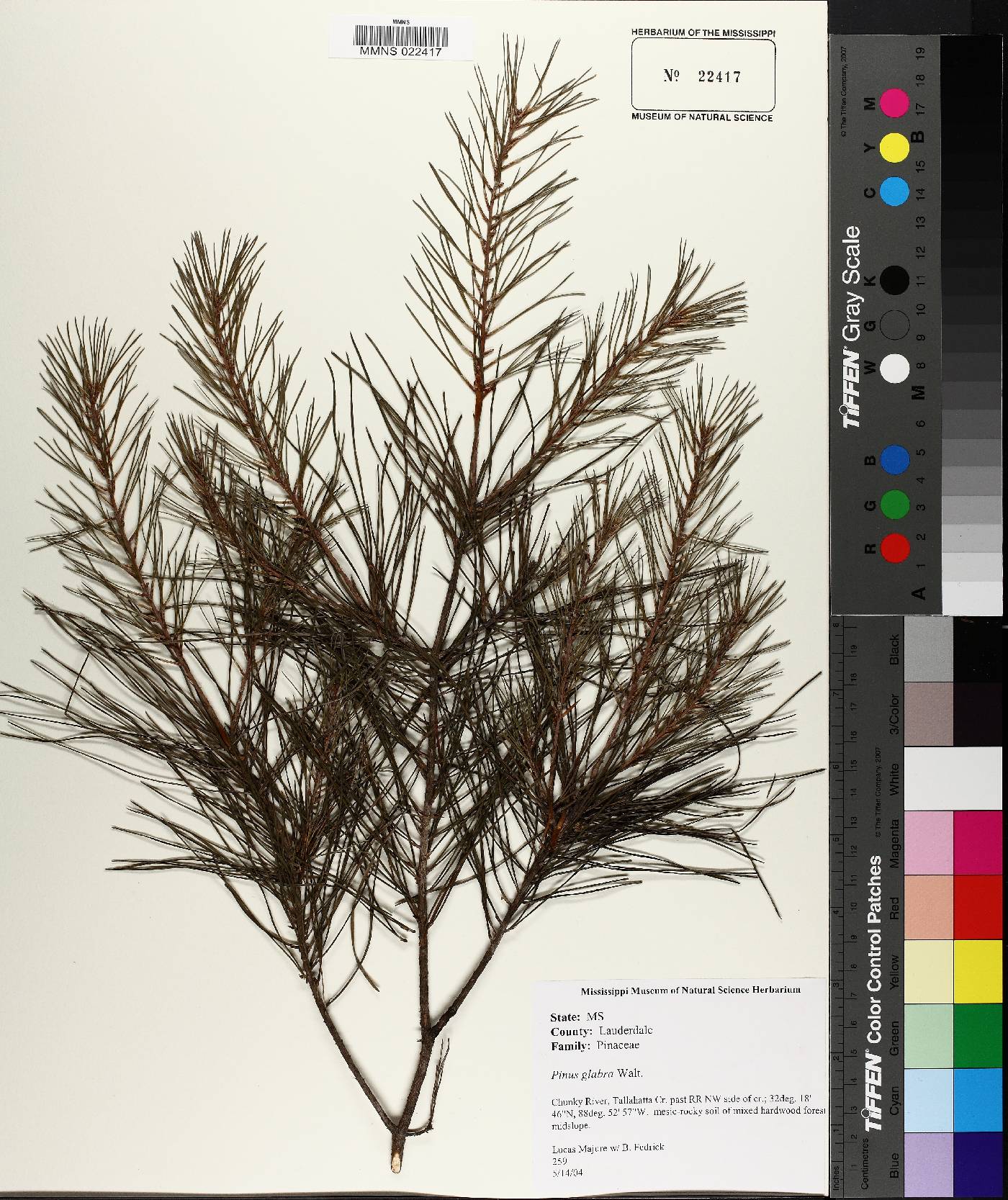 Pinus glabra image