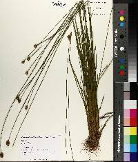 Xyris jupicai image
