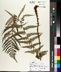 Dryopteris ludoviciana image