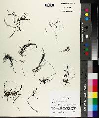 Podostemum ceratophyllum image