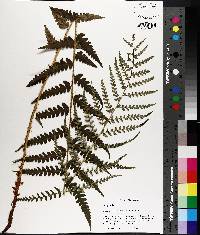 Dryopteris ludoviciana image