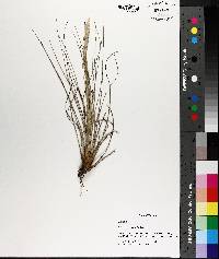 Image of Tillandsia paucifolia