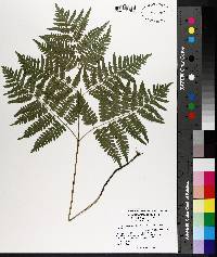 Pteridium aquilinum subsp. pseudocaudatum image