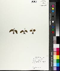 Ophioglossum crotalophoroides image