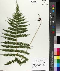 Christella hispidula image