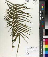 Pteris vittata image