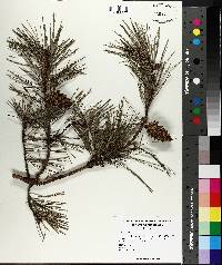 Pinus echinata image