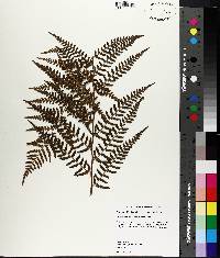 Dryopteris ludoviciana image