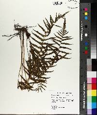 Thelypteris kunthii image