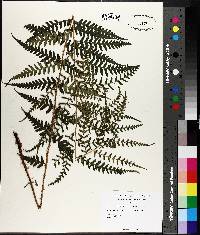 Dryopteris ludoviciana image