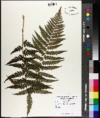 Dryopteris ludoviciana image