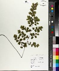 Adiantum capillus-veneris image