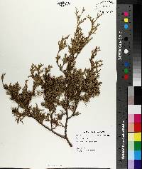 Chamaecyparis thyoides image