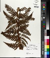 Dryopteris x australis image