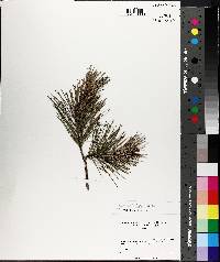 Pinus echinata image