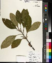 Image of Leitneria floridana