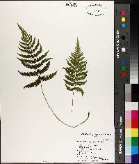 Thelypteris kunthii image