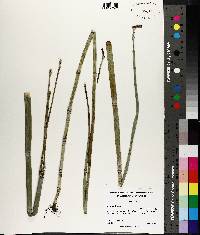 Equisetum prealtum image