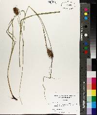 Carex squarrosa image