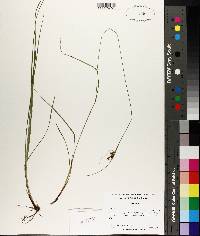 Carex caroliniana image