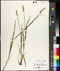 Carex stipata var. stipata image
