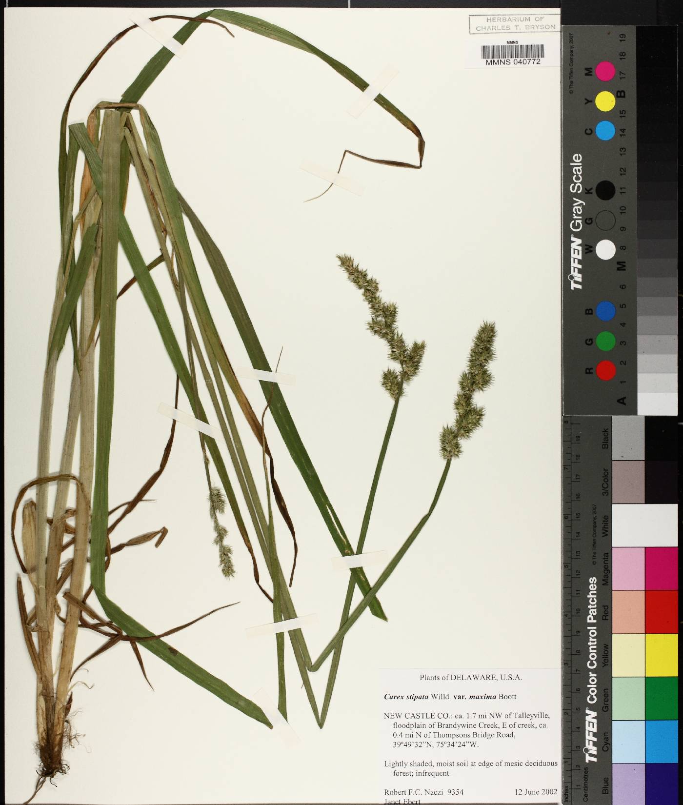 Carex stipata var. maxima image