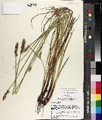 Carex fissa var. fissa image