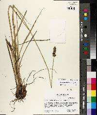 Carex fissa image