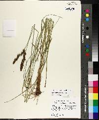 Carex triangularis image