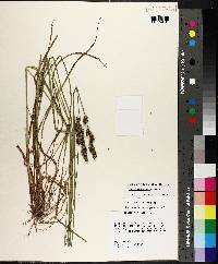 Carex triangularis image