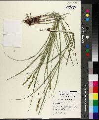 Carex triangularis image