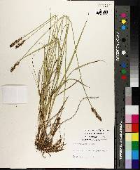 Carex triangularis image