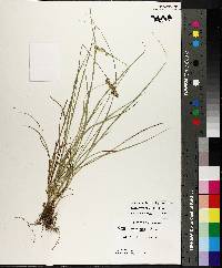 Carex triangularis image