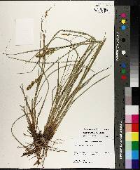 Carex triangularis image