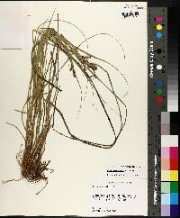 Carex triangularis image