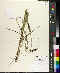 Carex triangularis image