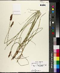 Carex triangularis image