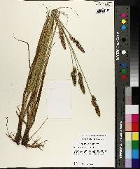 Carex triangularis image