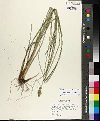 Carex triangularis image