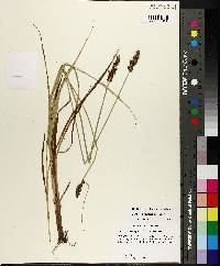 Carex triangularis image