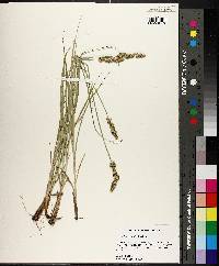 Carex triangularis image
