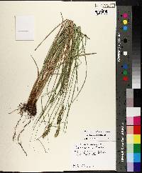 Carex triangularis image