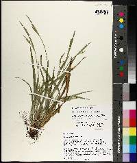 Carex kraliana image